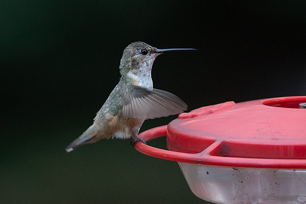 Allen's Hummingbird - adrian binns
