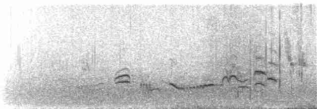 maoriflueskvett (macrocephala gr.) - ML288078221