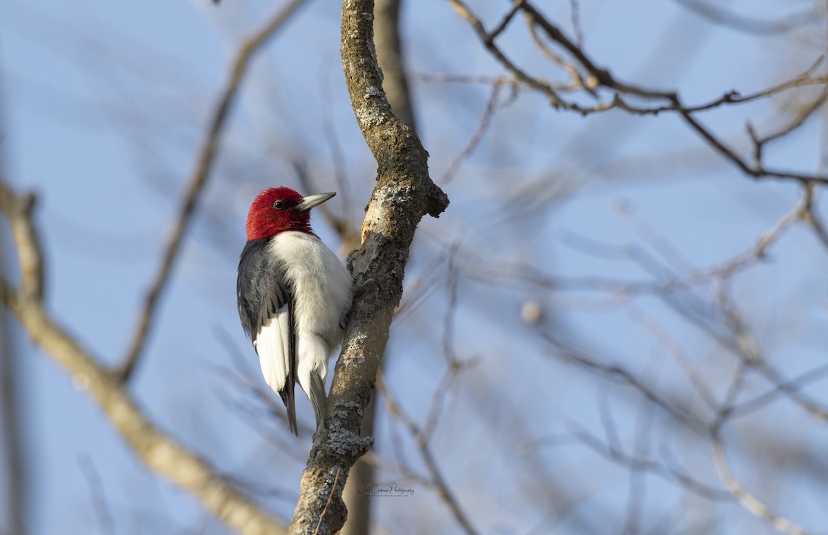 Red-headed Woodpecker - ML288078831