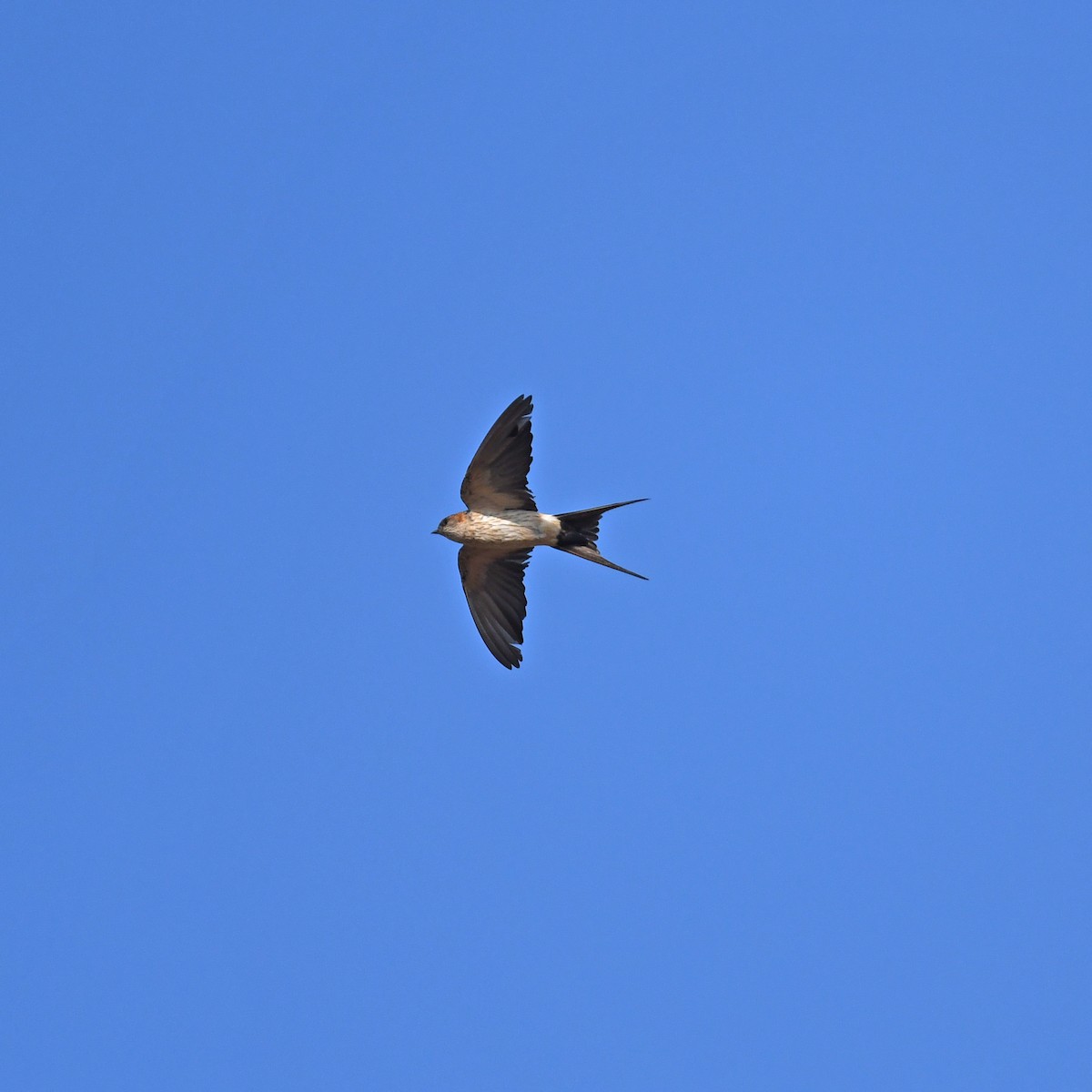 Red-rumped Swallow - ML288081991