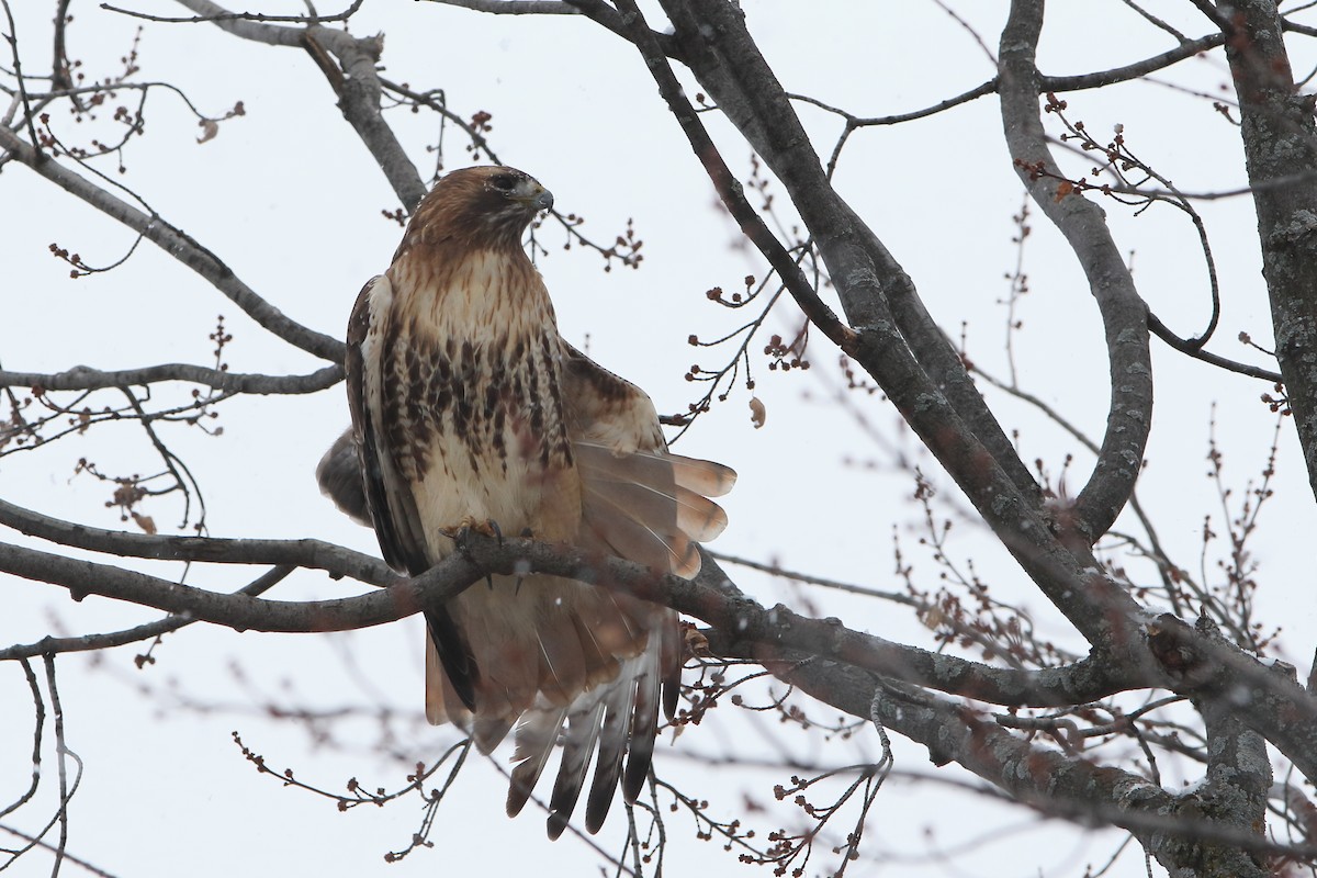 Red-tailed Hawk - ML288082301