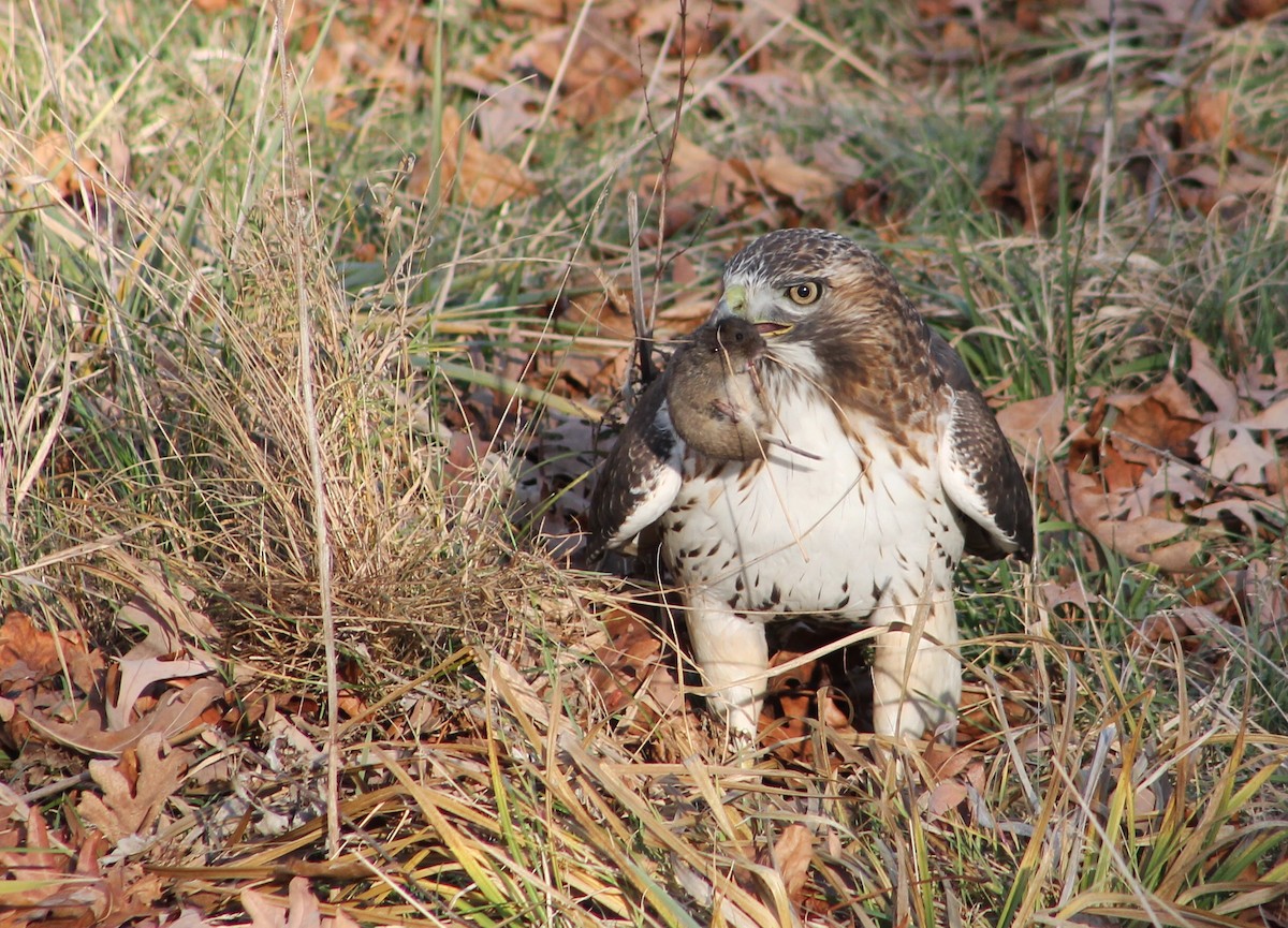 Red-tailed Hawk (borealis) - ML288084781