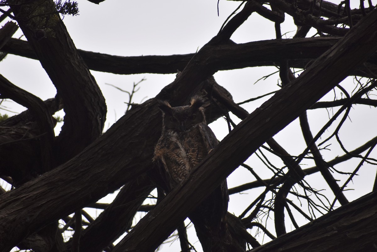 Great Horned Owl - ML288088921