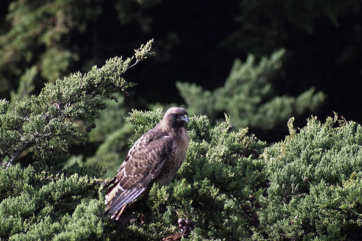 Red-tailed Hawk - ML288089271