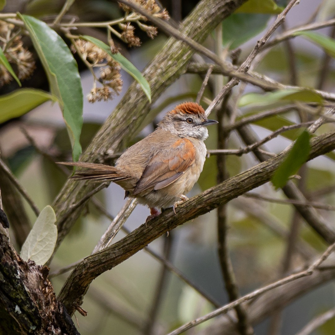 Pale-breasted Spinetail - Gabriel Rodrigues