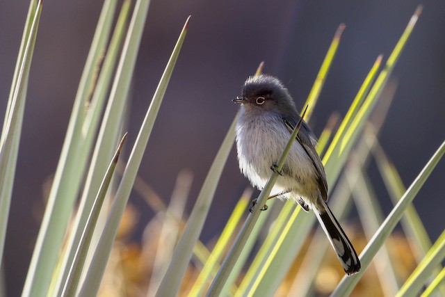 Black-tailed Gnatcatcher - eBird