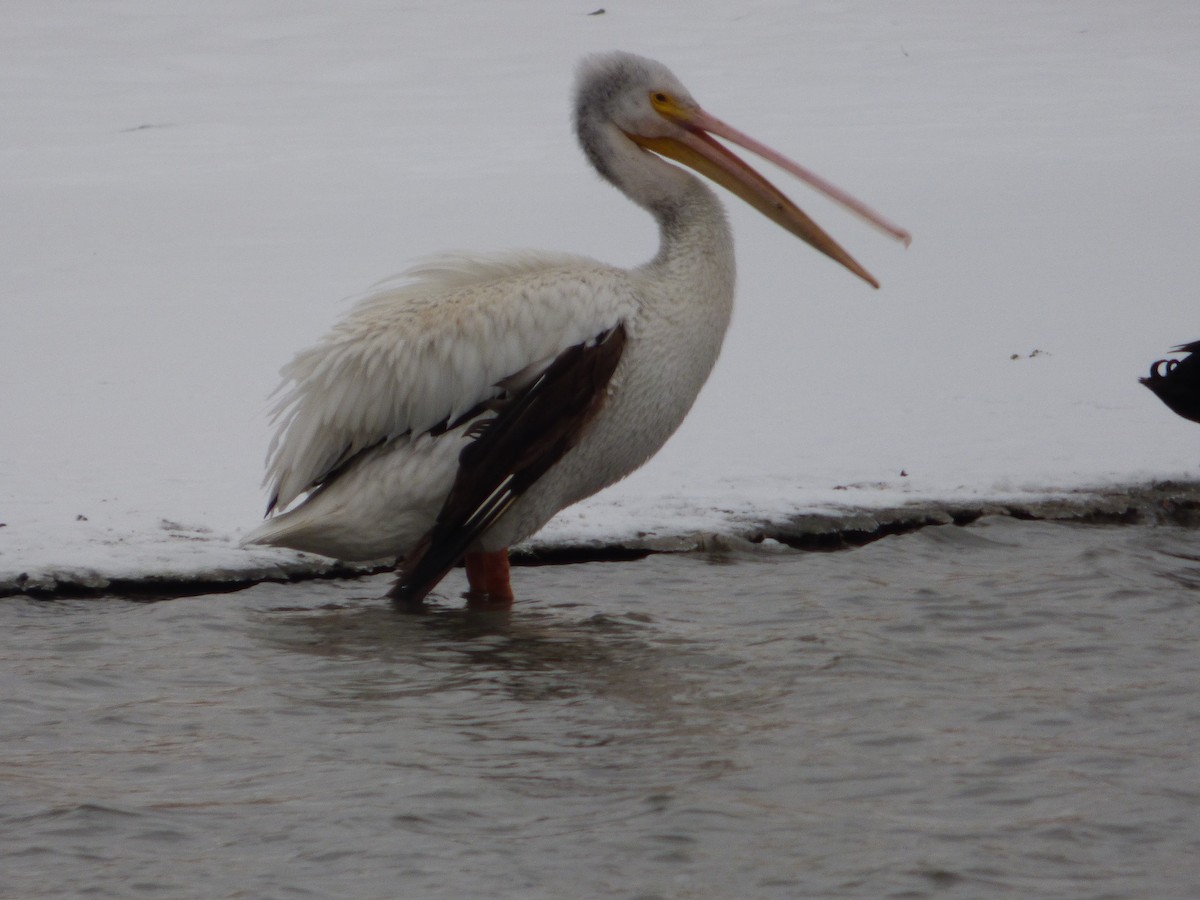 pelikán severoamerický - ML288092961