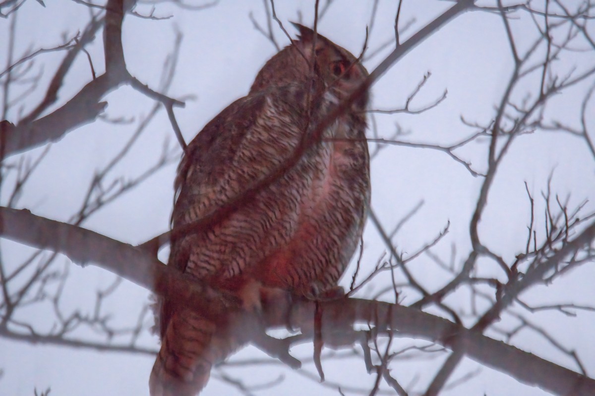 Great Horned Owl - ML288096851