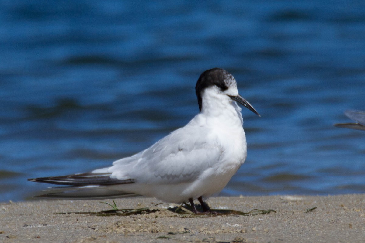 White-fronted Tern - ML288097981