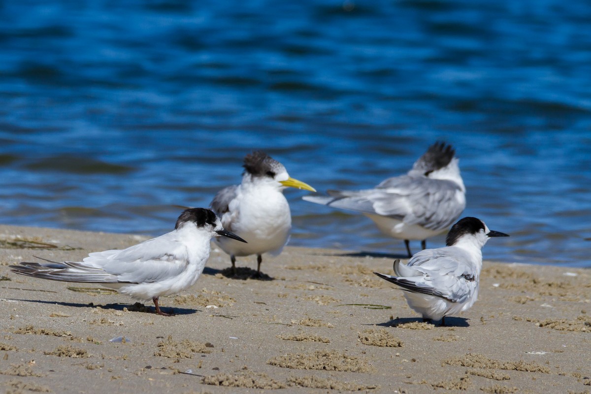 White-fronted Tern - ML288097991
