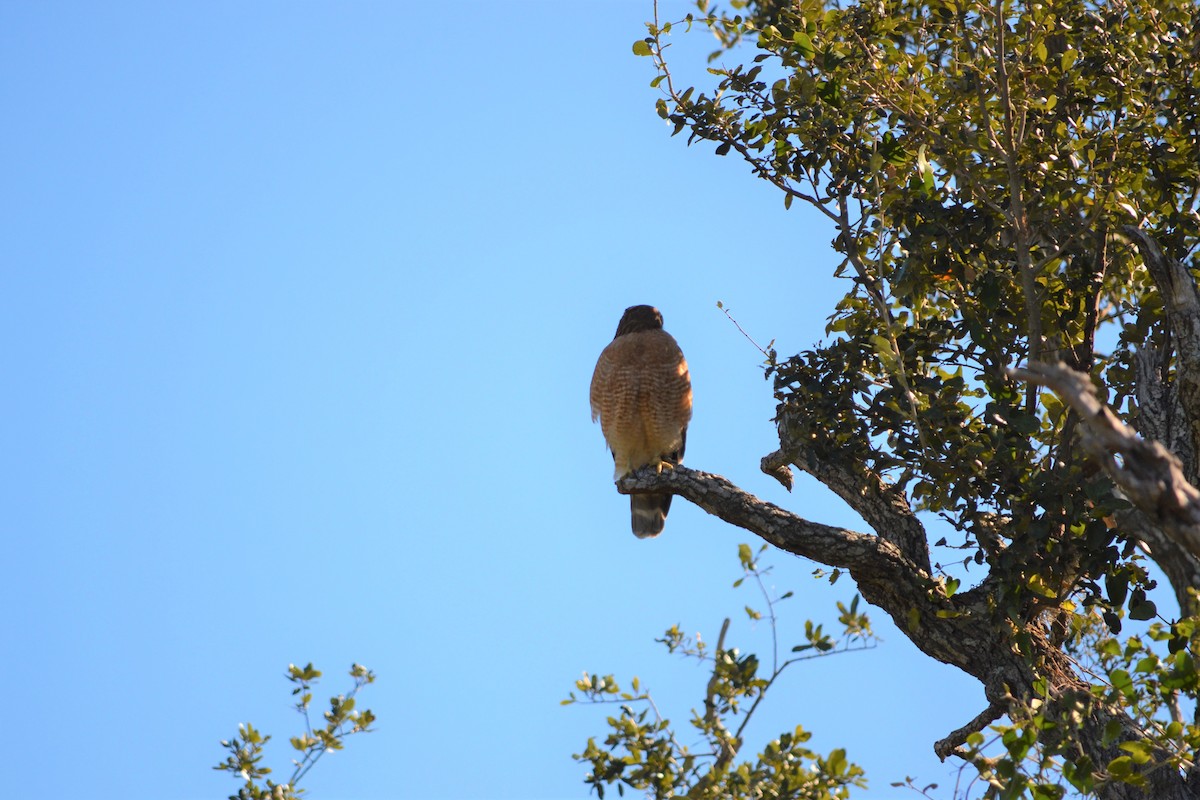 eBird Checklist - 7 Dec 2020 - Rockport Demo Bird Garden & Wetlands ...