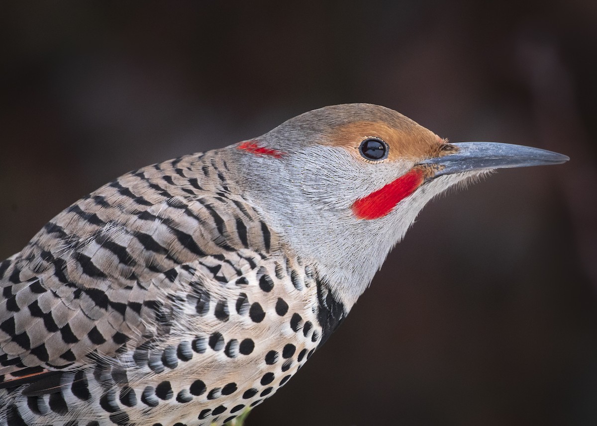 Northern Flicker (Yellow-shafted x Red-shafted) - ML288100771