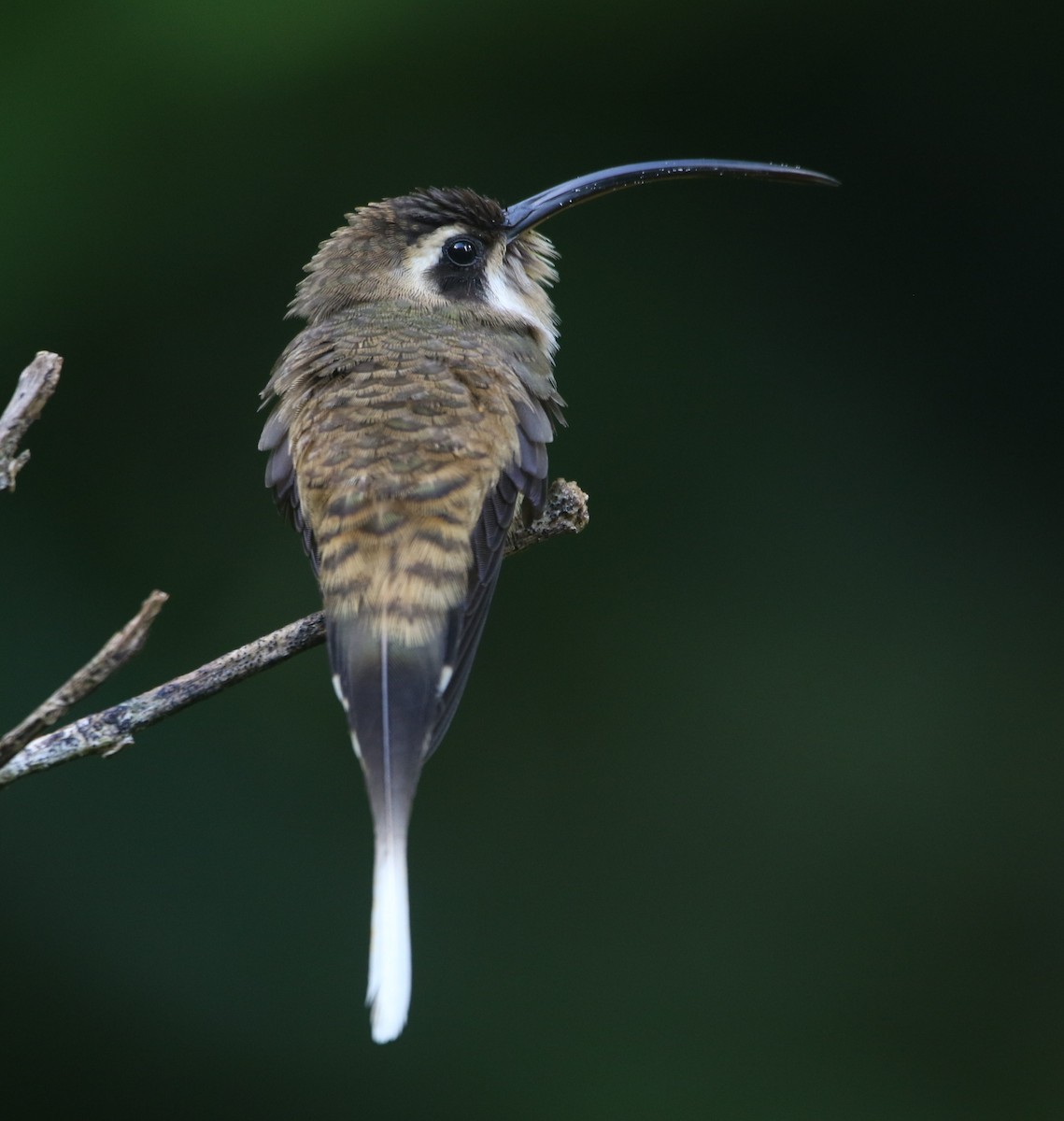 kolibřík tmavolící - ML288101461