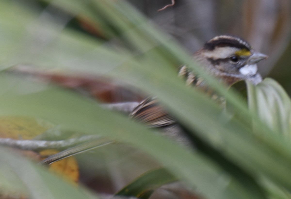White-throated Sparrow - Cyndy Hardaker