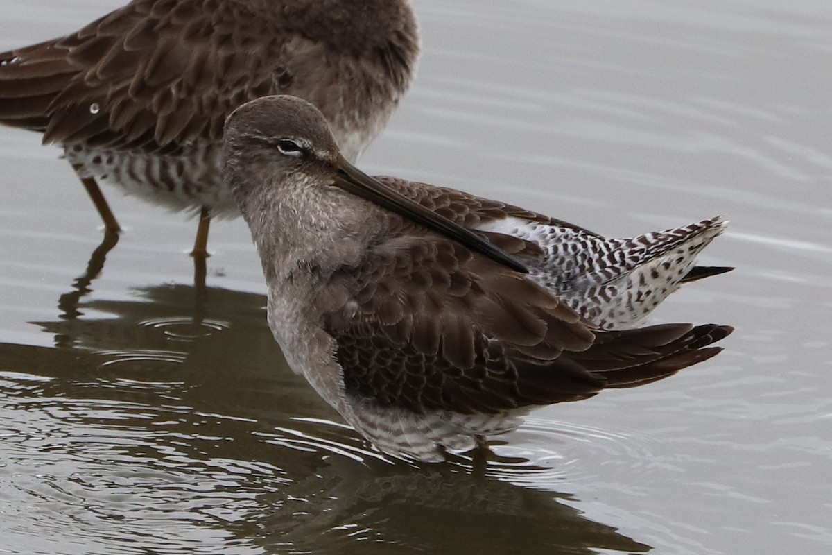 Long-billed Dowitcher - ML288105921