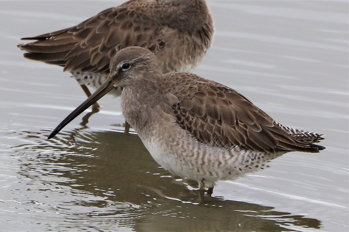 Long-billed Dowitcher - ML288105941