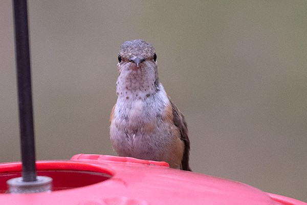Allen's Hummingbird - adrian binns