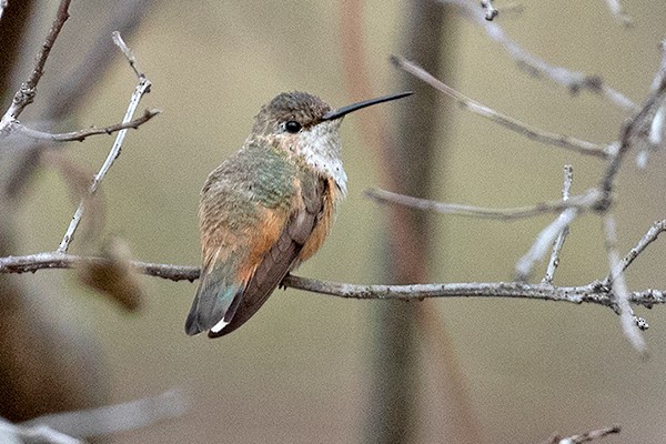 Allen's Hummingbird - ML288112721