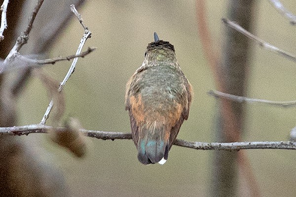 Allen's Hummingbird - ML288114121