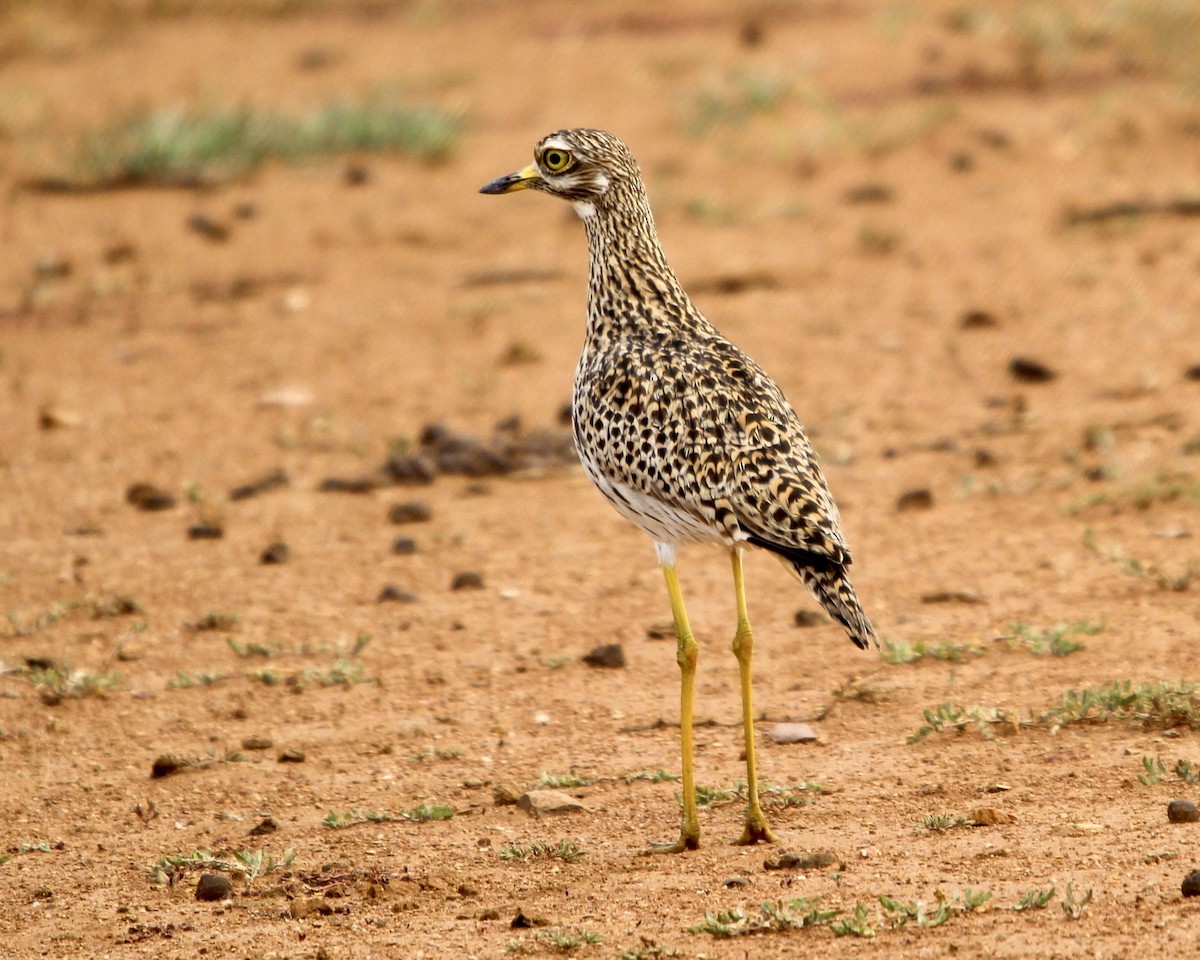 Spotted Thick-knee - ML288119371