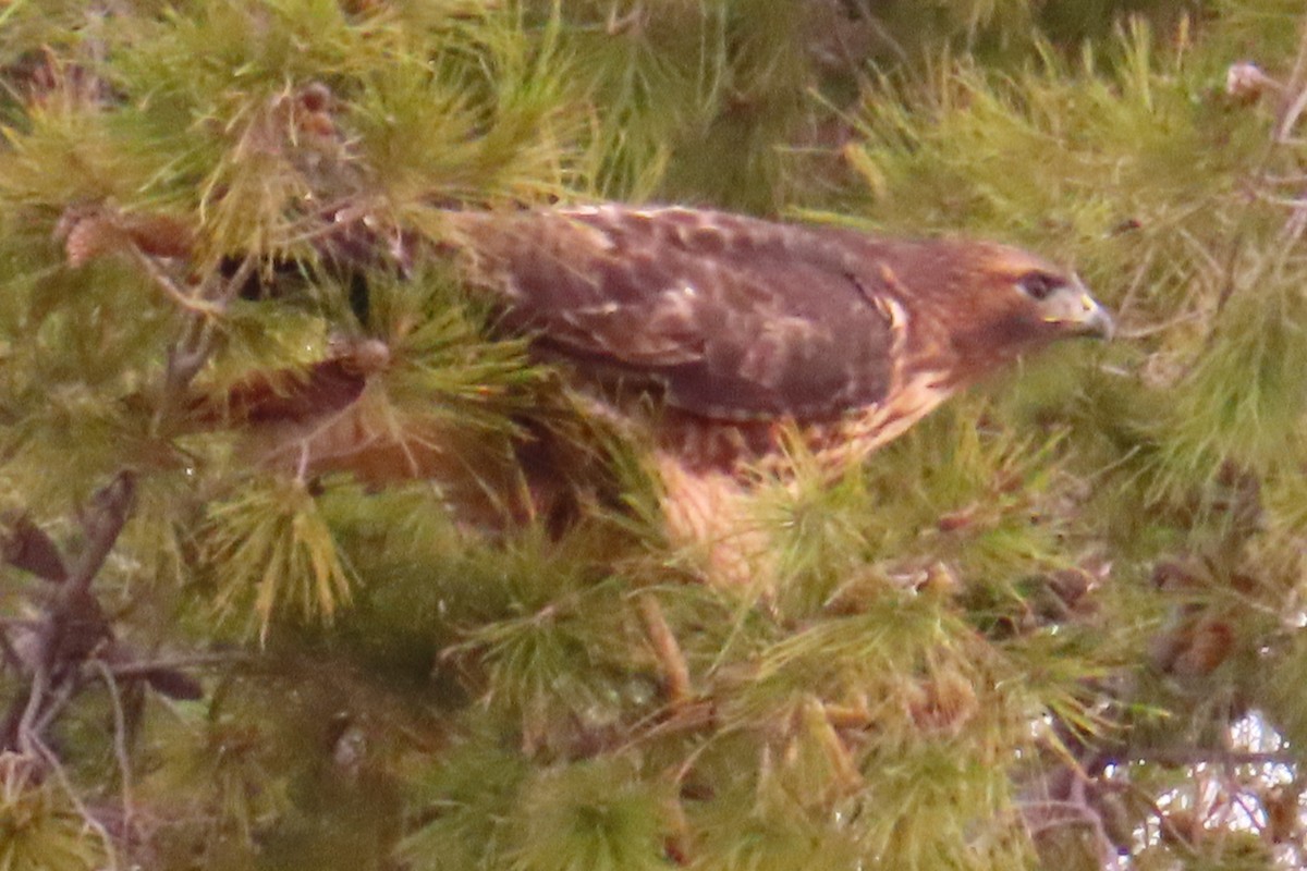 Red-tailed Hawk - ML288121291