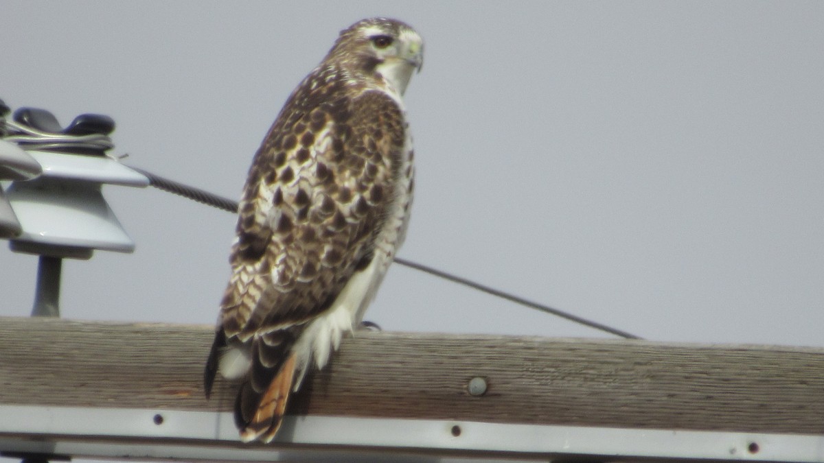 Red-tailed Hawk - ML288123311
