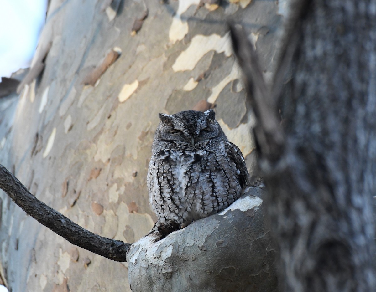 Eastern Screech-Owl (Northern) - ML288123331