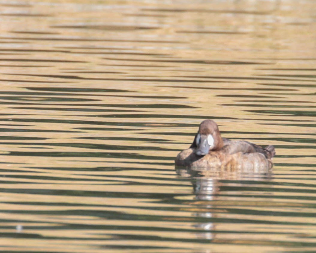 Greater Scaup - Tracy Drake
