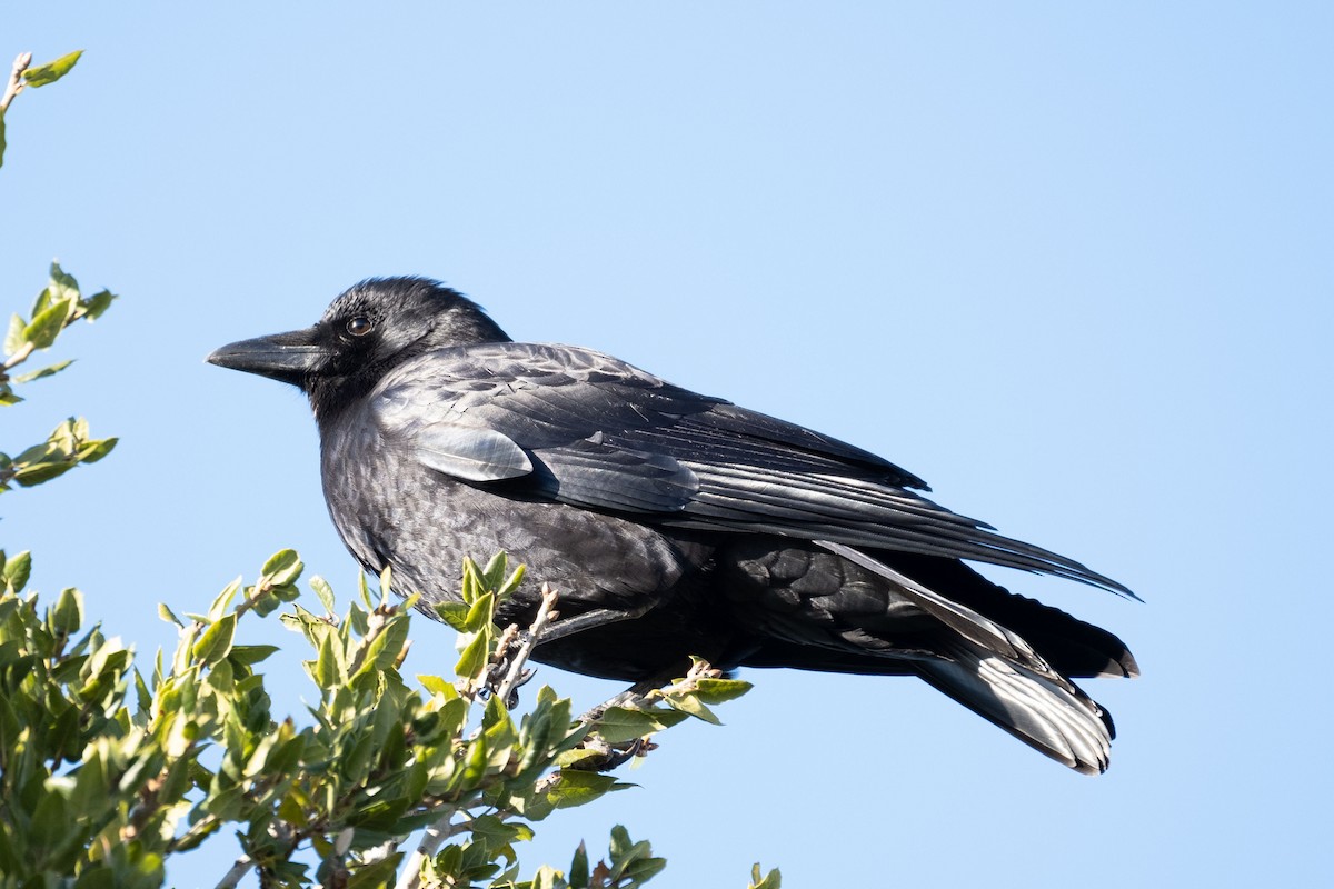American Crow - Isabelle Reddy