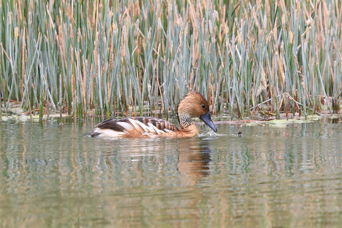 Fulvous Whistling-Duck - ML288128461