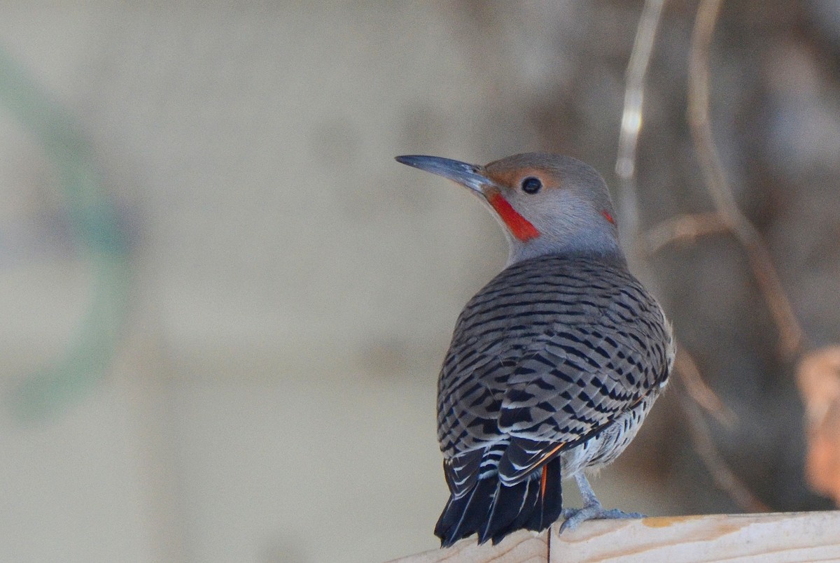 Northern Flicker (Yellow-shafted x Red-shafted) - Asher  Warkentin