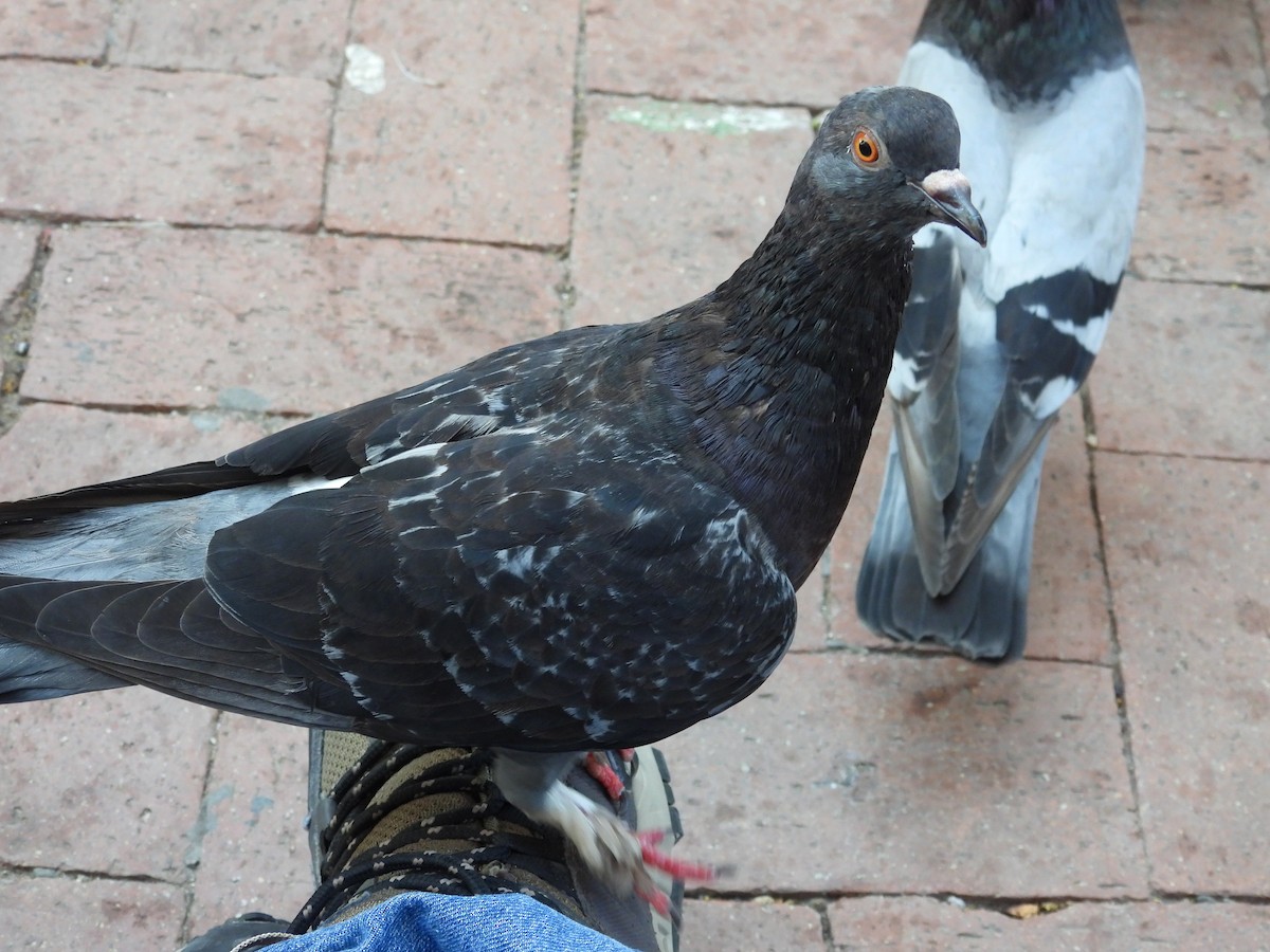 Rock Pigeon (Feral Pigeon) - Jorge Alcalá