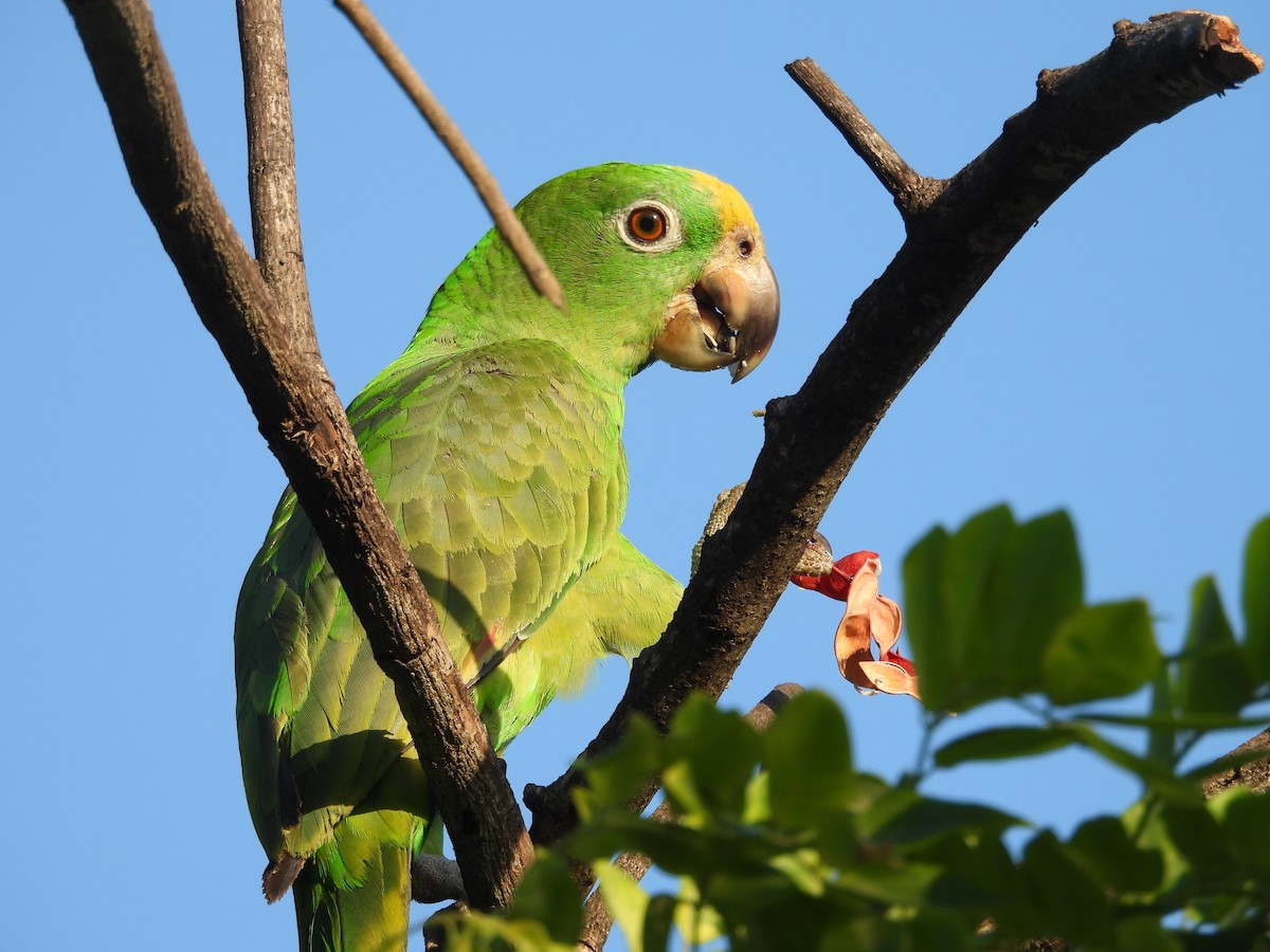 Yellow-crowned Parrot - Jorge Alcalá