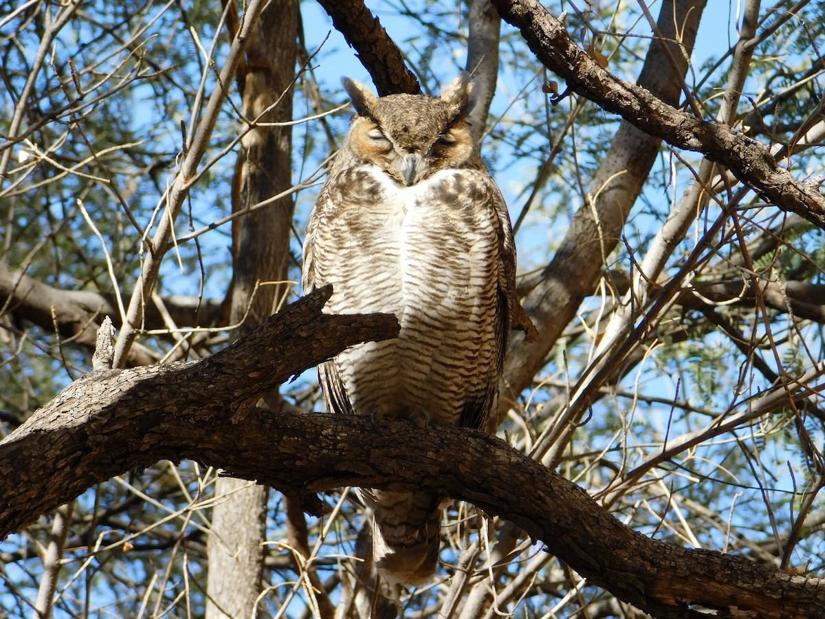 Great Horned Owl - ML288133611