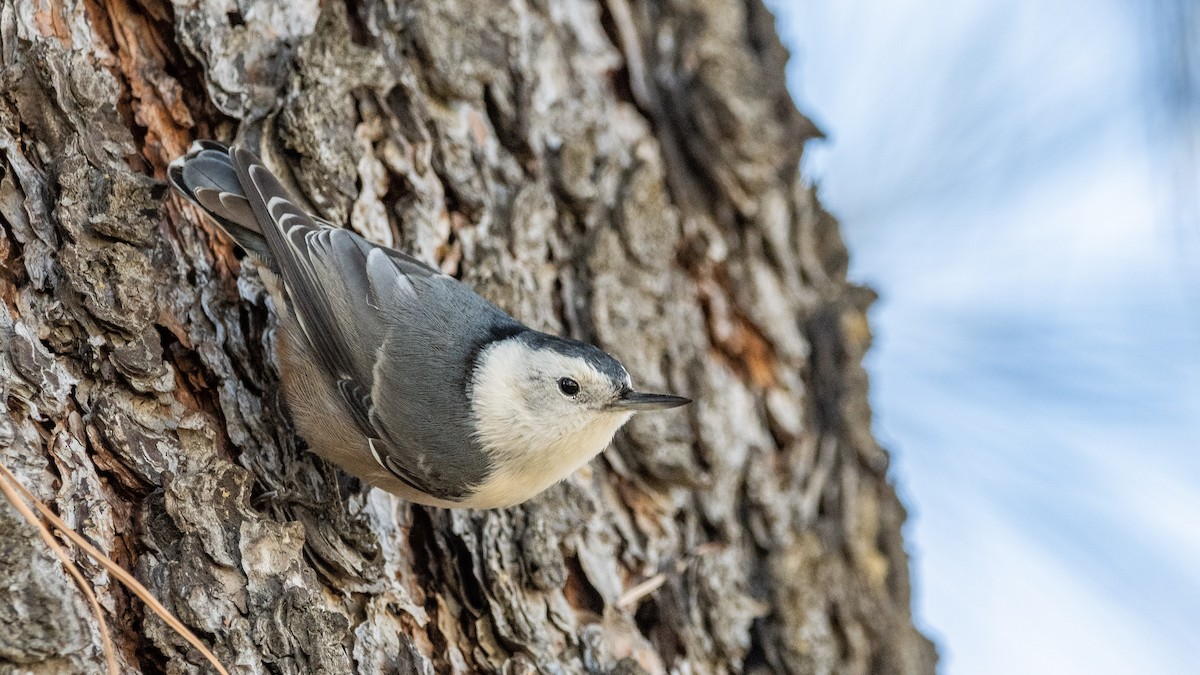 White-breasted Nuthatch (Interior West) - ML288138561