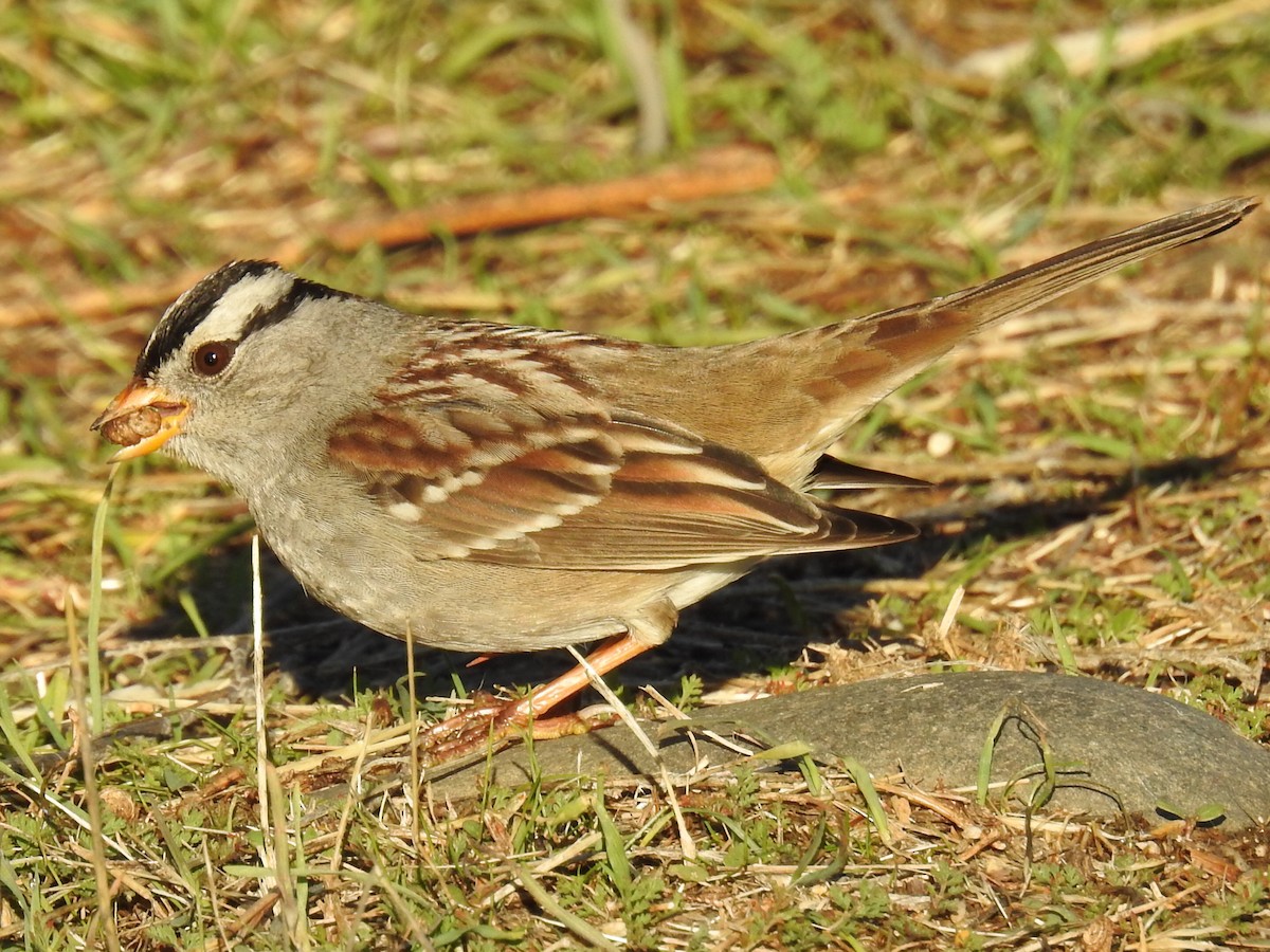 White-crowned Sparrow (Gambel's) - Aidan Brubaker