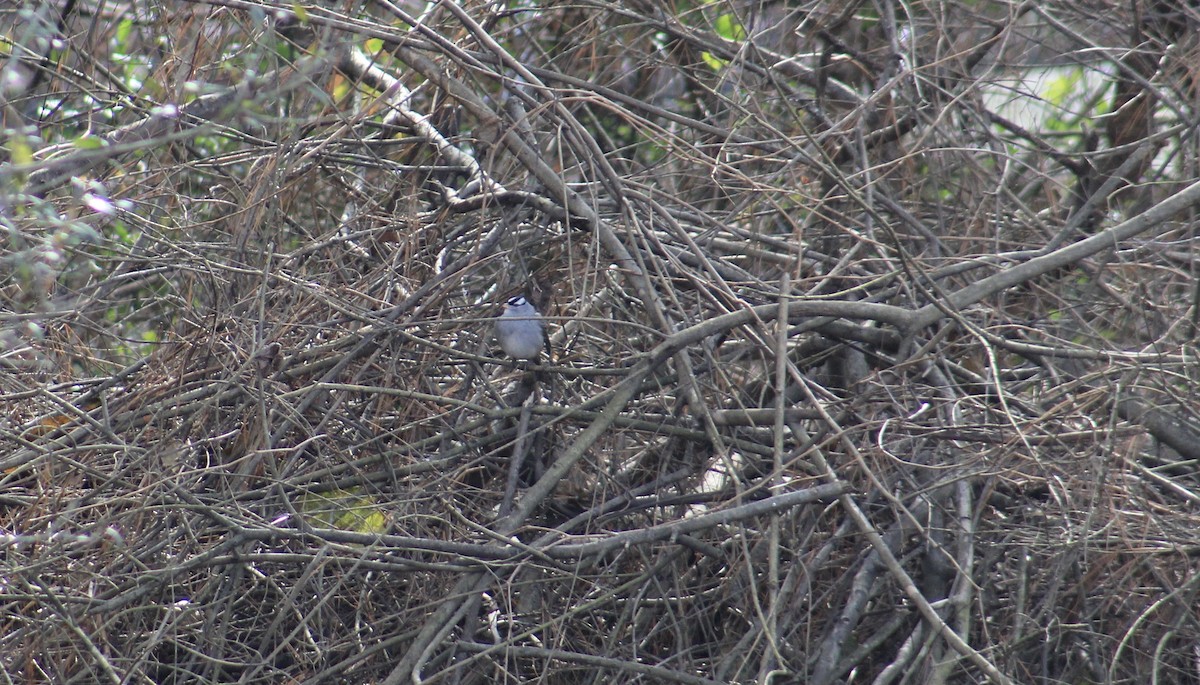 White-crowned Sparrow - ML288143611