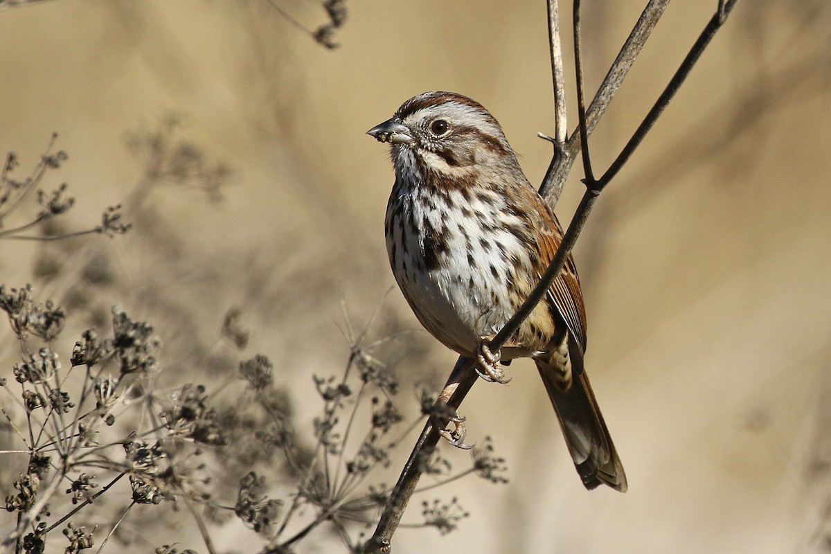 Song Sparrow - Joan Tisdale