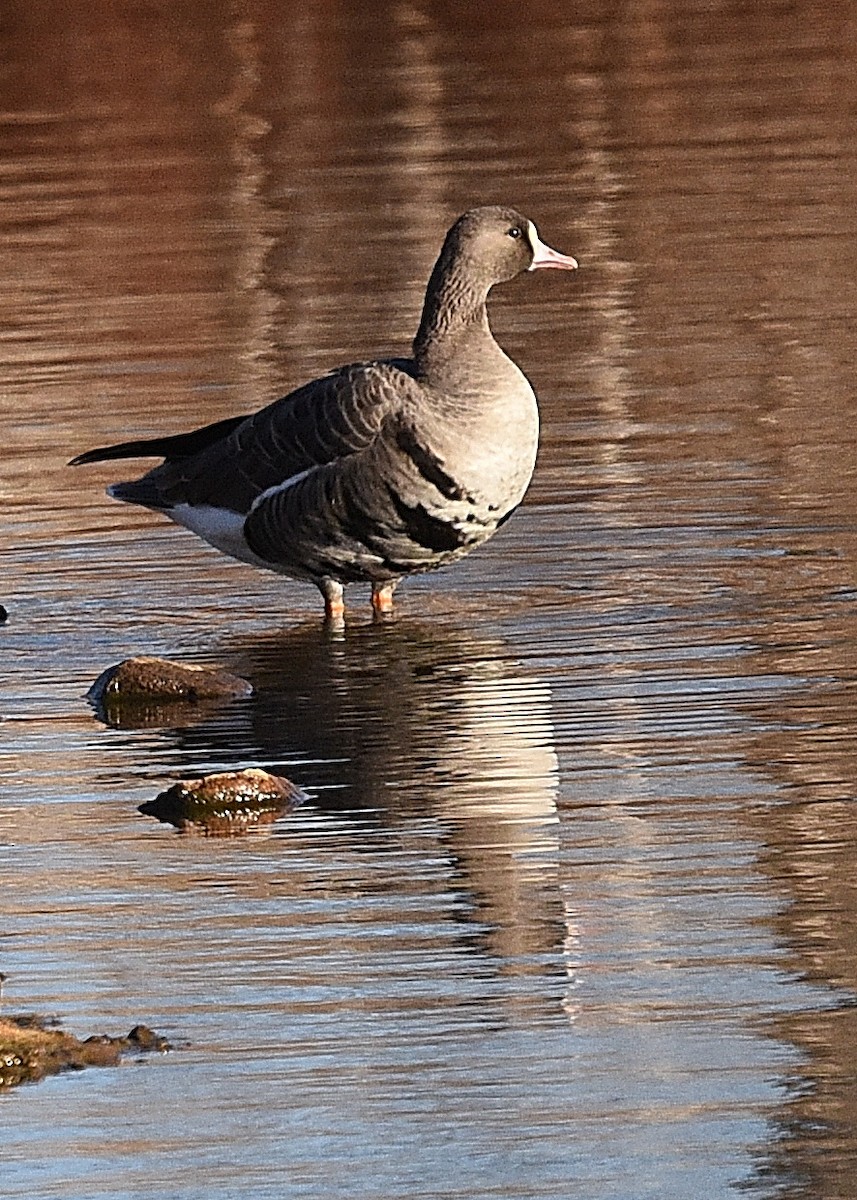 Greater White-fronted Goose - ML288149041
