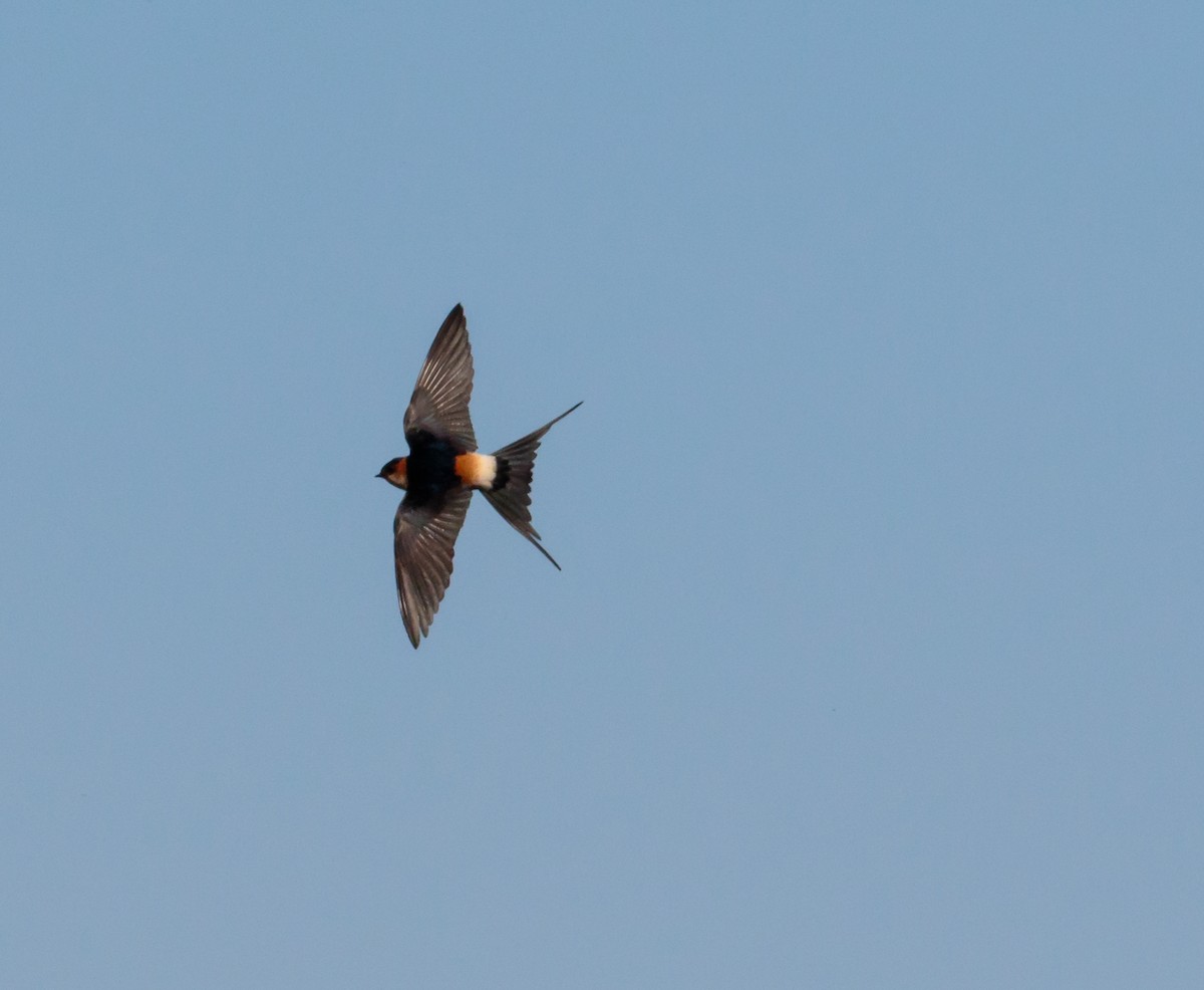 Red-rumped Swallow - ML288154851