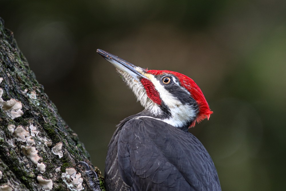Pileated Woodpecker - ML288162561