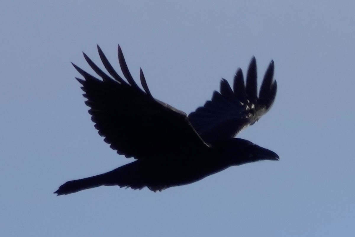 Common Raven - ML288167471