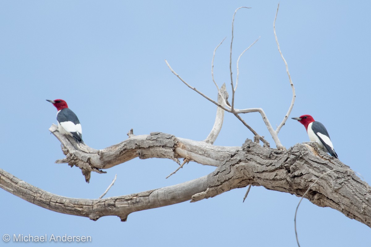 Red-headed Woodpecker - Mike Andersen