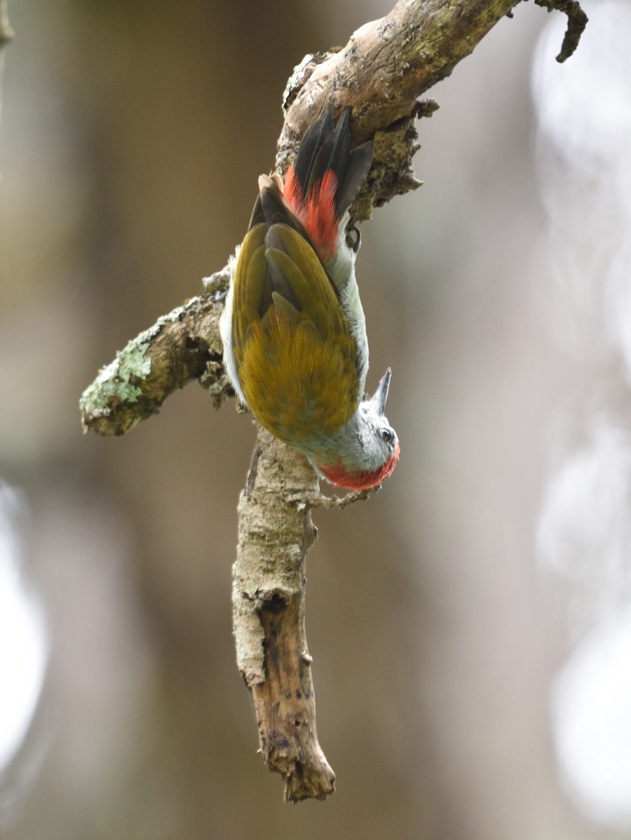 Mountain Gray Woodpecker - ML288172201
