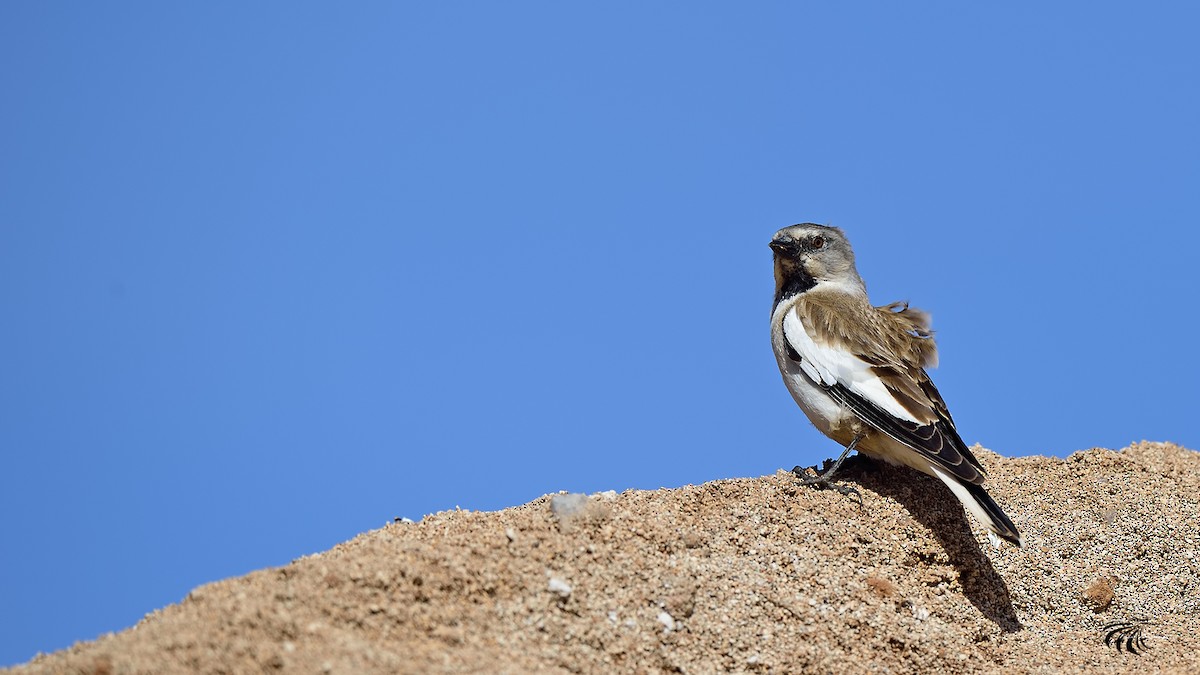 White-winged Snowfinch - ML28817241