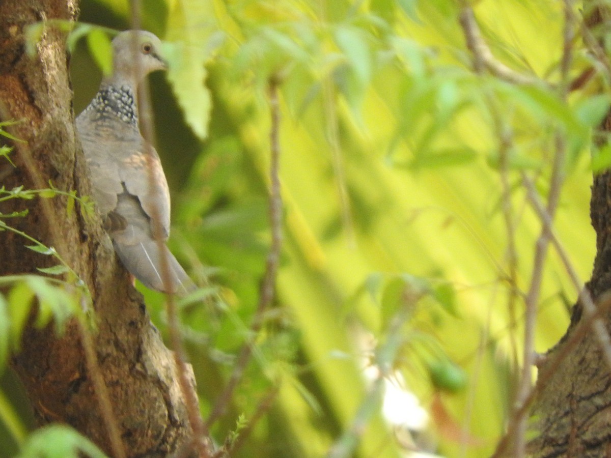 Spotted Dove - ML288173071