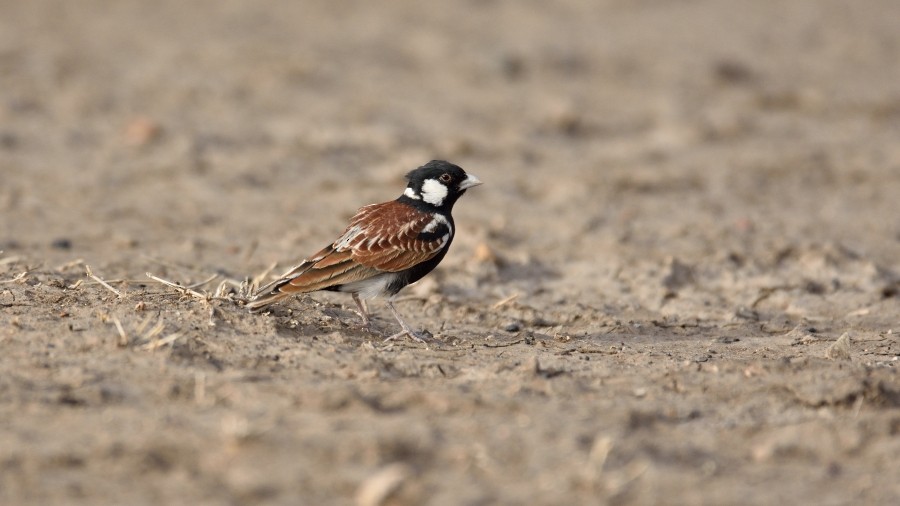 Chestnut-backed Sparrow-Lark - ML288173901
