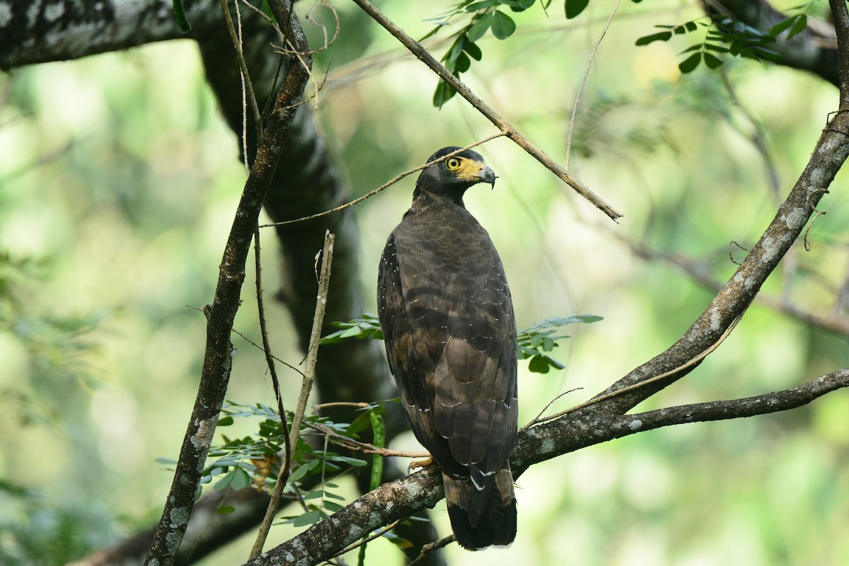 Crested Serpent-Eagle - ML288173921