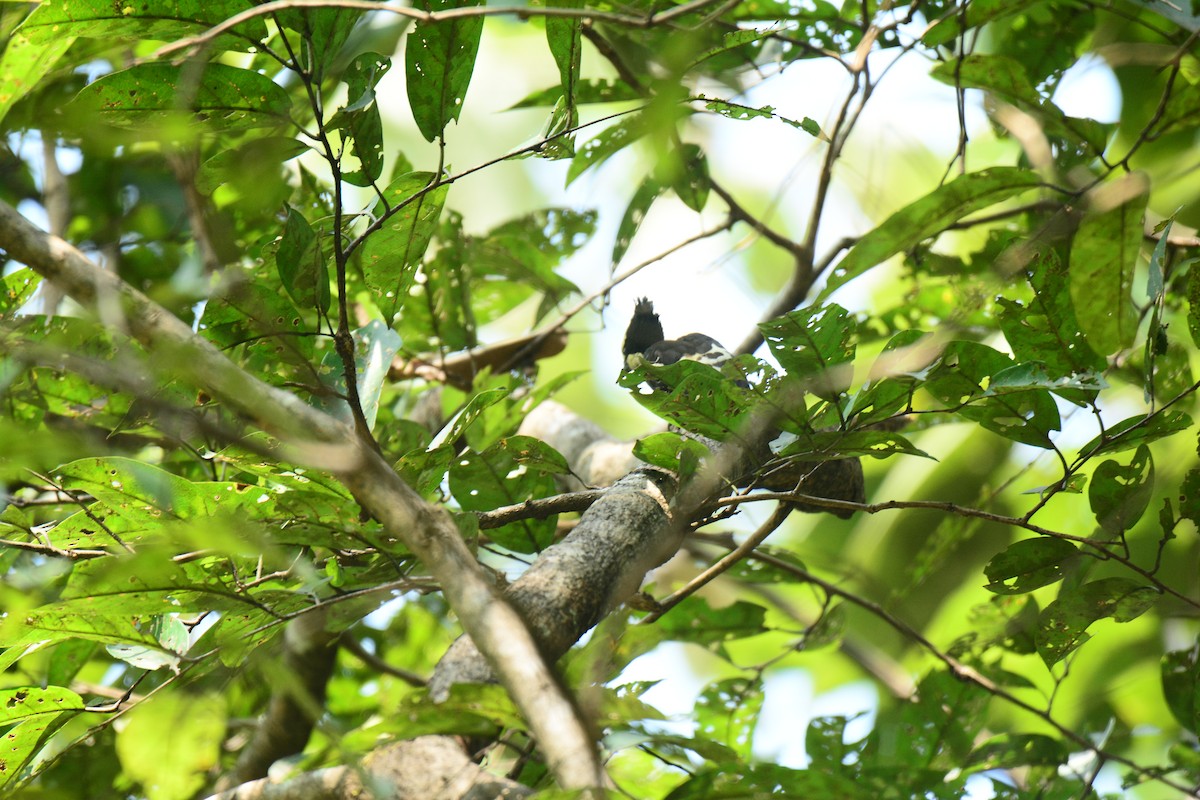 Heart-spotted Woodpecker - ML288174301
