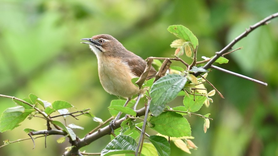 Moustached Grass-Warbler - ML288177601